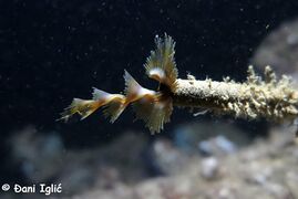 © Đani Iglić, Karinsko more 02/2021