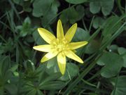 Ficaria verna subsp. calthifolia (Rchb.) Nyman, 1878 - Dotterblumen-blättriges Scharbockkraut, zlatica. Fundort: Prokike 04/2014, Giftpflanze