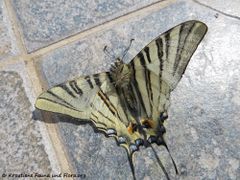 Unterseite, Vir 04/2017