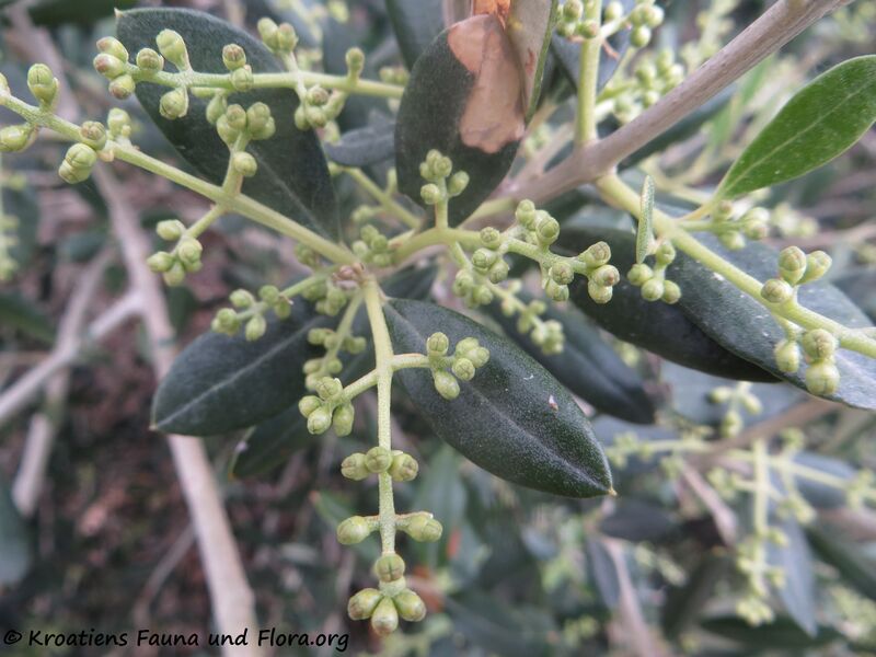 Datei:Olea europaea Linné, 1753 Vir 200421 428.JPG