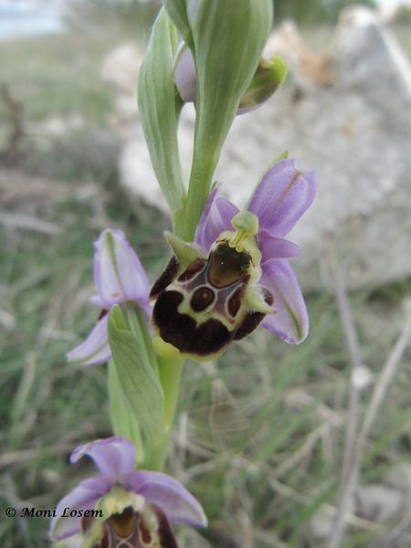 Datei:Ophry scol corVir 140413 2209.jpg