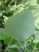 Blattunterseite, Otok Vir 04/2014