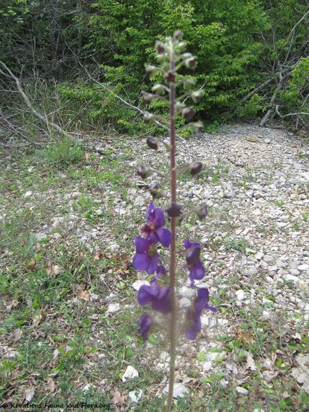Datei:Verbascum phoeniceum Linné, 1753 Bruška 170421 7224.jpg