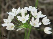 Allium neapolitanum Cirillo, 1788 - Neapolitanischer Lauch, napuljski luk. Fundort: Zadar 05/2012, Essbare Pflanze , Zierpflanze
