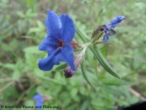 Buglossoides purpurocaerulea (L.) Johnston, 1954 Zad 140424 2489.jpg