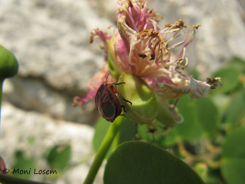 Datei:Capparis spinosa Linné, 1753 Vra 140715 4996.jpg