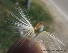 CardNu Samen Vra 140622 4241.jpg