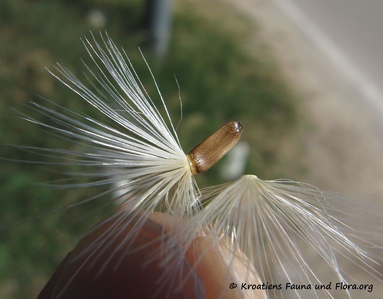 Datei:CardNu Samen Vra 140622 4241.jpg