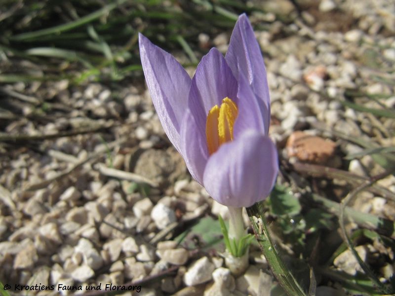 Datei:Crocus thomasii Tenore, 1826 Vir 121016 3381.jpg