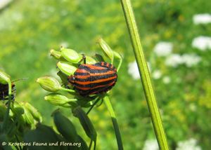 Graphosoma lineatum Linné, 1758 Pod 130722 3346.jpg