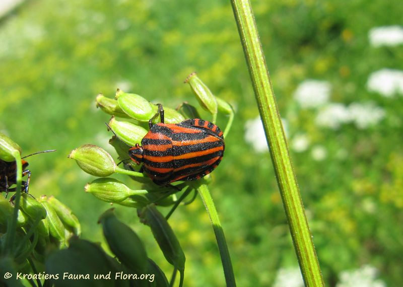 Datei:Graphosoma lineatum Linné, 1758 Pod 130722 3346.jpg
