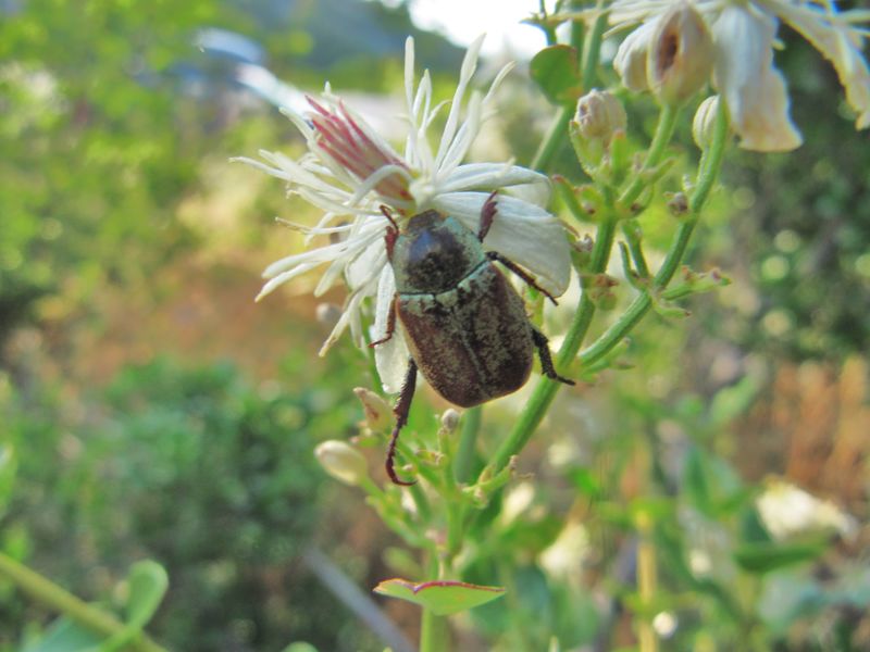 Datei:Hoplia argentea Poda, 1761 Kar 140705 4881.JPG