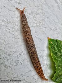 Limax maximus Linné, 1758 Vir Đurđa 160828.jpg