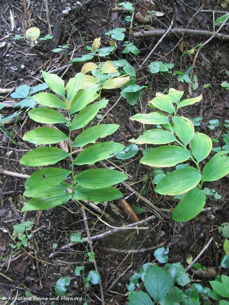 Datei:PolygMulti Stmk 130920 4186.jpg