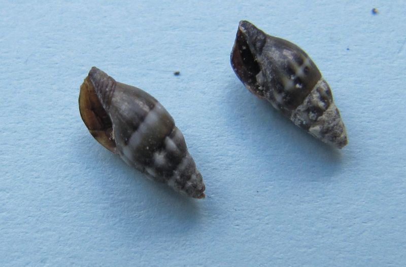 Datei:Pusia tricolor Röding, 17918 Vir 100624 02.jpg