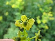 Ruta chalepensis Linné, 1767 - Gefranste Raute, jezičac. Fundort: Vir 05/2014, Essbare Pflanze , Heilpflanze, Giftpflanze