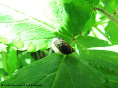 Steinberger See 07/2013