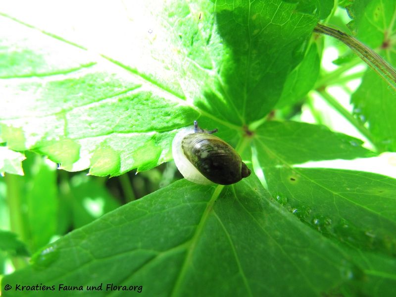 Datei:Succinea putris Linné, 1758 Stein See 130705 3031.jpg