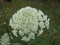 Neunburg vorm Wald 07/2014