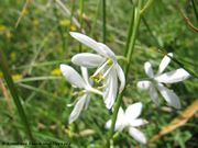 Ornithogalum visianicum Tommasini, 1876 - Visianis Milchchstern, Visianijevo ptičje mlijeko. Fundort: Sabunike 05/2014, Zierpflanze, Giftpflanze