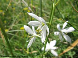 OrnithoVisi Sab 140524 3610.jpg