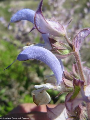 SalvScl Vran 120616 1463.jpg