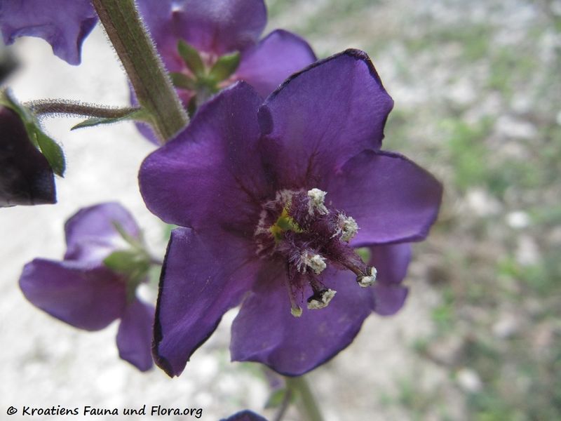 Datei:Verbascum phoeniceum Linné, 1753 Bruška 170421 7227.jpg