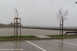 Das Meer reicht an den Holzsteg