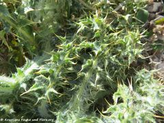 CardNut Vir 190214 0162.jpg