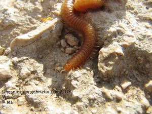 HimGab Vir 130519 1967.jpg