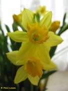 Tazette gelb, Thalmassing 04/2012