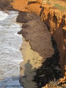 Nach einer heftigen Bura wurden diese Blätter angespült, Vir 10/2012