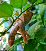 160819 Anacridium Đurđa Backstuber 3.jpg