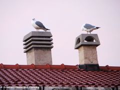Bonnie und Clyde auf dem Dache
