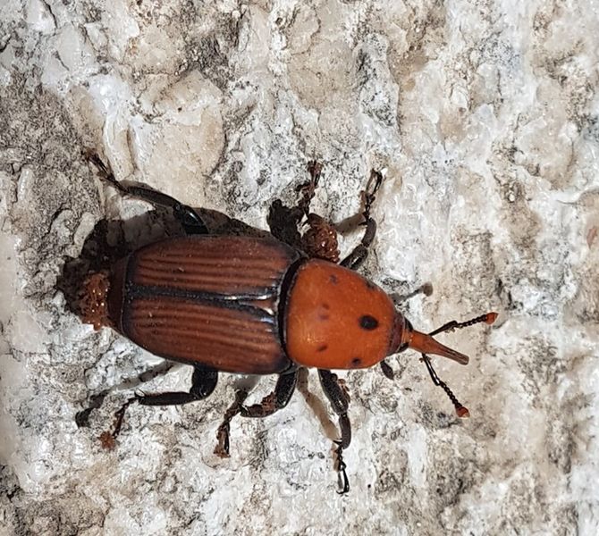 Datei:190627 2 KWIELCornelia Kocksholz 3.jpg