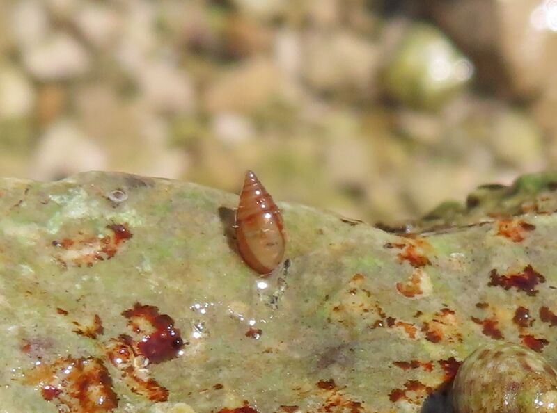 Datei:260407 8106.JPG