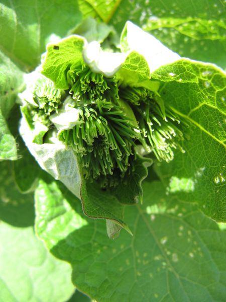 Datei:Arct lapp Chiem 2 110706.jpg