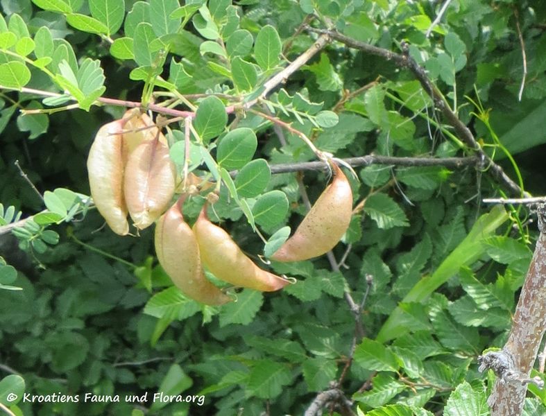 Datei:Colutea arborescens Linné, 1753 Pal 180521 13814 d.jpg