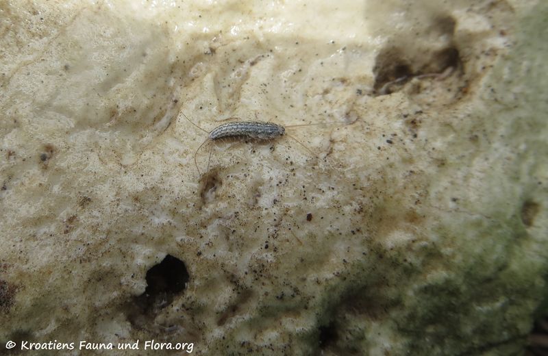 Datei:Ctenolepisma lineata Fabricius, 1775 Vir 180516 13686.jpg