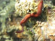 Leodice torquata Quatrefages, 1866 - Kieferwurm, Fundort: Vrsi 08/2015, Meerestier