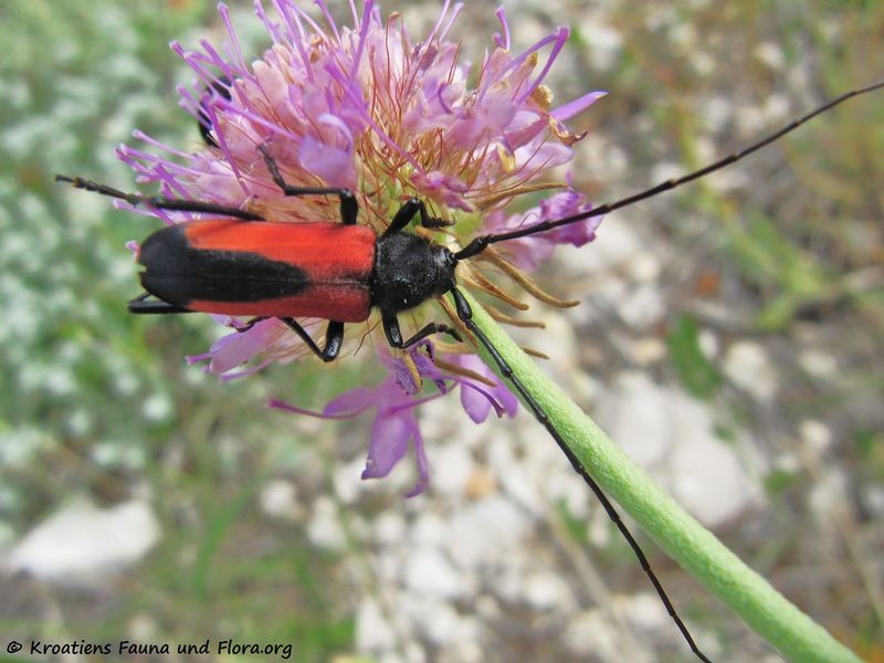 Datei:Purpuricenus budensis budensis Götz, 1783 Vir 120608 1059.jpg