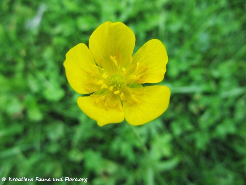 Datei:RanuncuAcris Blü5 Gaishorn 110918 72.jpg