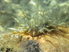 Aiptasia mutabilis Gravenhorst, 1831, Vir 2014. Heute an dieser Stelle nicht mehr existent.