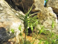 Die Ähre, Otok Vir 05/2012