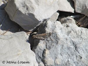 AioStre Vir 101001.jpg