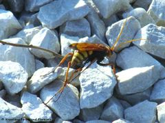 ♀kurz vor der Eiablage, Vir 07/2016