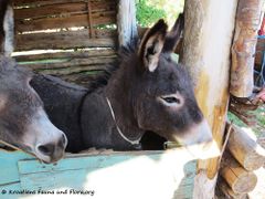 Zwei trächtige Damen, Drage 04/2017