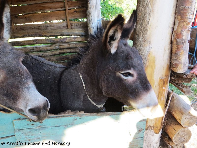 Datei:Equus asinus asinus Linné, 1758 Drage 170421 7223.jpg