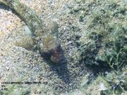 Gobius geniporus Valenciennes, 1837 - Schlank-Grundel, glavoč bjelaš. Fundort: Vir , 09/2011, endemisch Im Mittelmeer, Gefährdetes Tier , Meerestier