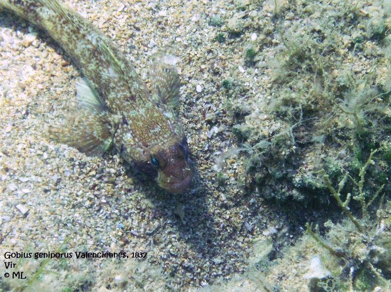 Datei:Gobius geniporus Valenciennes, 1837 Vir 110913 32.jpg